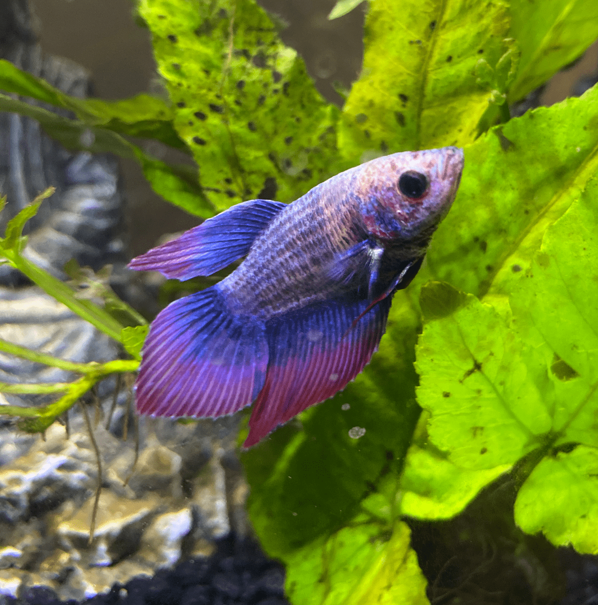 Lara Jean, the purple betta fish